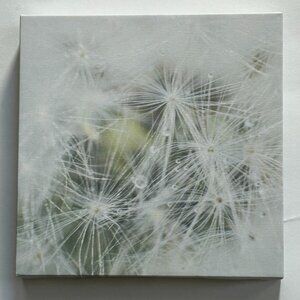 Wall Art Canvas: Dew on Dandelions  Photograph (NWOT)